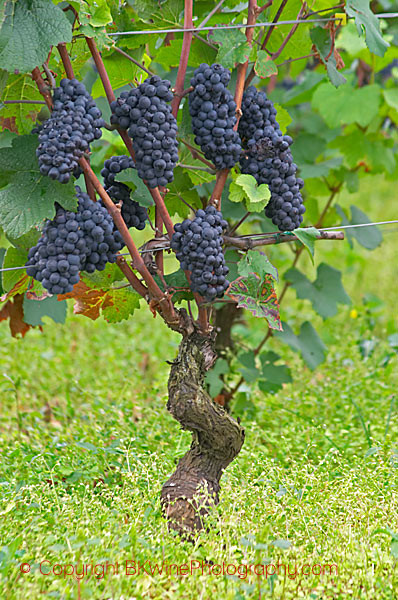 Learn How To Identify A Grape Variety By The Leaf And Grape Bunch ...