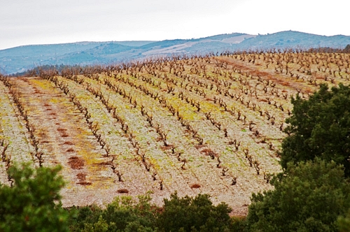 Corbieres vineyard