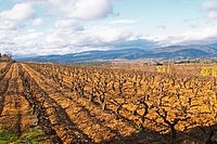 Vineyard in winter with mountains in the background