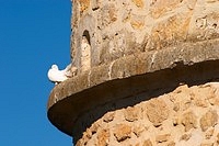 A white dove standing on a ledge of an old stone dove house