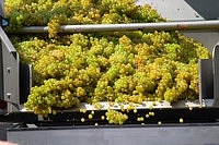 Harvested white grapes