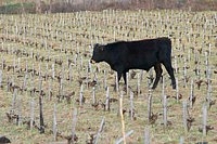 A cow in a vineyard