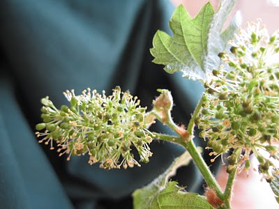 budding vine