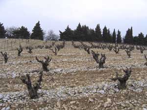 Vines in Cairanne