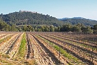 Vineyards and a hilltop