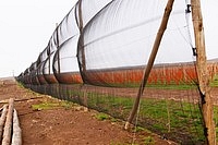 Nets to shield vineyards from wind