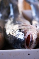 Raw fish on a plate