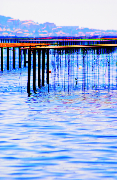 Oyster beds