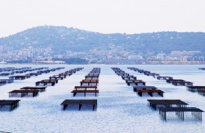 oyster beds in bassin de thau