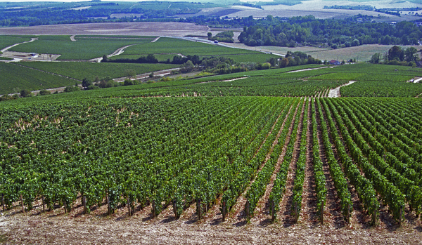 A Chablis slope