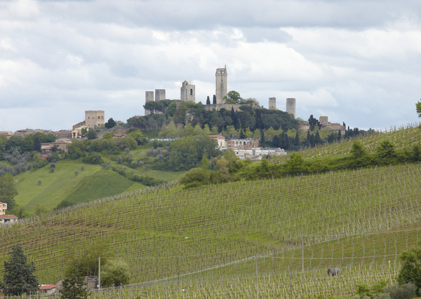 View over vineyards and San Gimignano in Tuscany