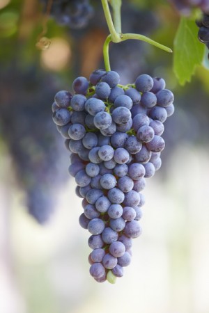 Corvina veronese grapes ready for harvest in Valpolicella (amarone)