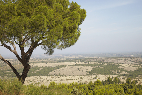 The landscape near Castel del Monte in Puglia (Apulia)