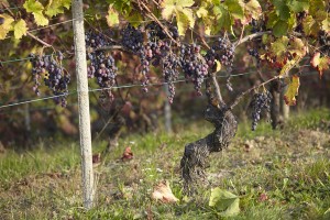 Muscat d'Hambourg grapes in a vineyard in Piemonte