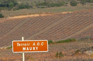 Maury vineyards