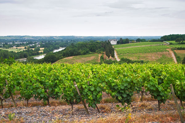 Vineyard in Savennieres