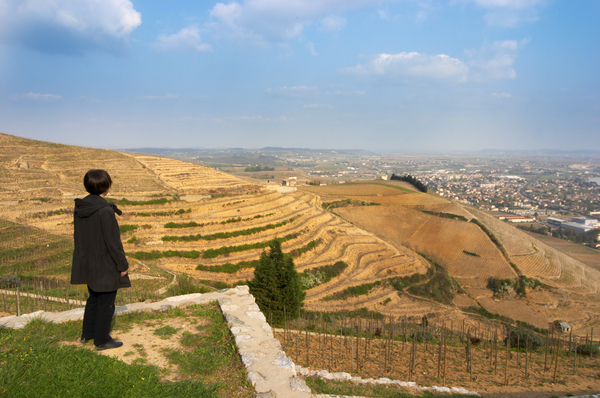 A view over the steep vineyards in the northern Rhone Valley