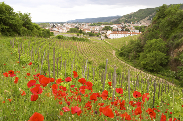 Vineyard with red poppies, Hermitage, Rhone