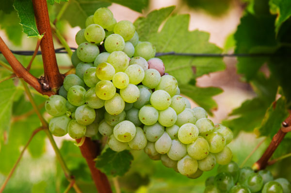 Ripe sauvignon blanc grapes in the vineyard