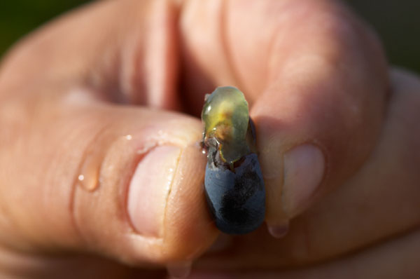 Squeezing a ripe grape shows the clear flesh and juice