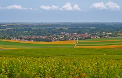 Vineyard landscape