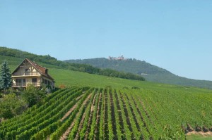 Vineyards in Alsace