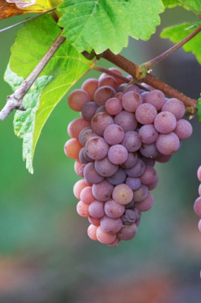 Gewurztraminer grapes in the vineyard