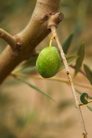 Olives on an olive tree branch