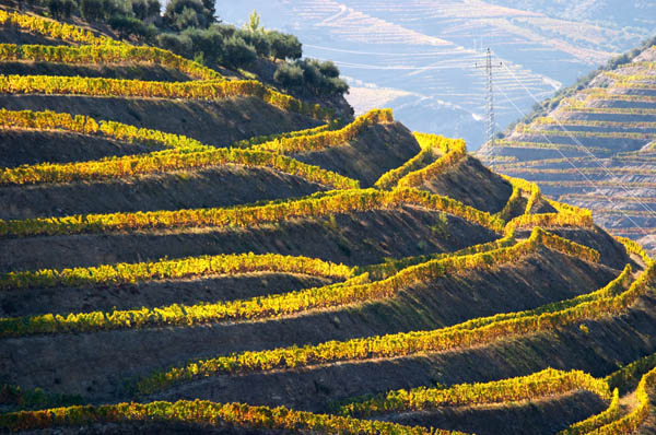 Terrassed vineyards