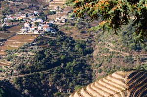 douro vineyards