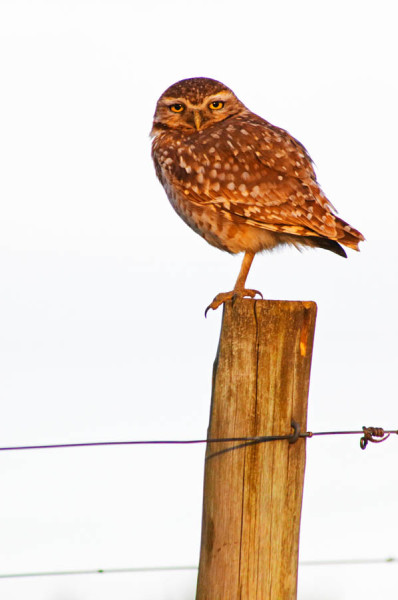 An owl on a pole