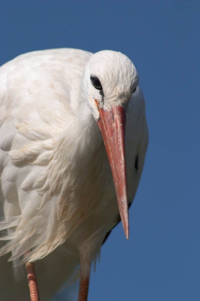 A stork in Alscace