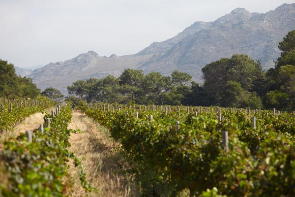 Vineyard in Franshhoek at Rickety Bridge