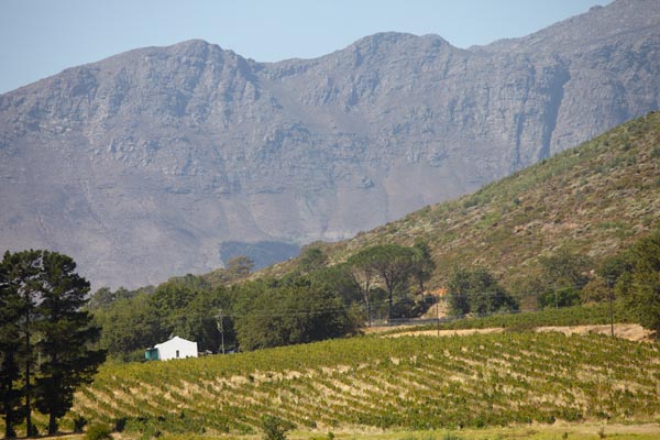 Vineyards and mountains in Franschhoek