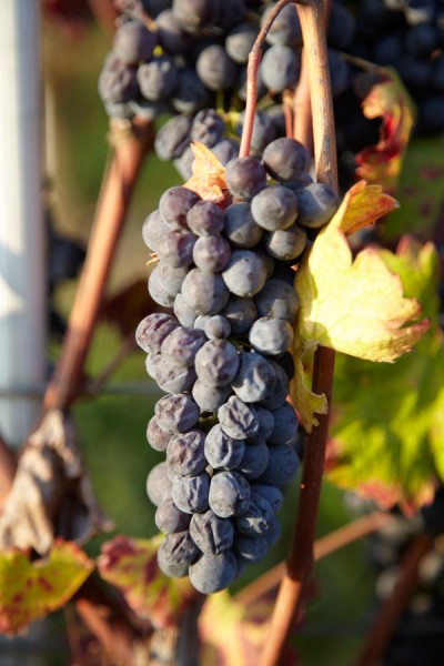 Grapes in Barolo on the vine