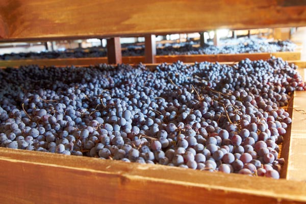 Grapes drying at appassimento i Valpolicella