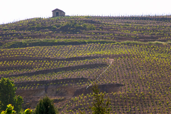 Vineyards in Saint Joseph, Rhone