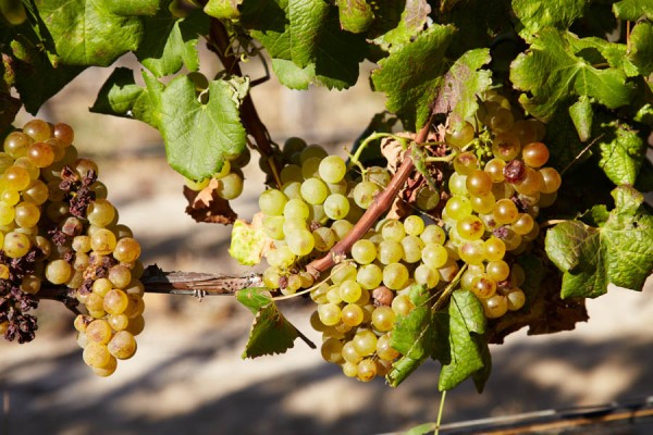 Ripe grapes