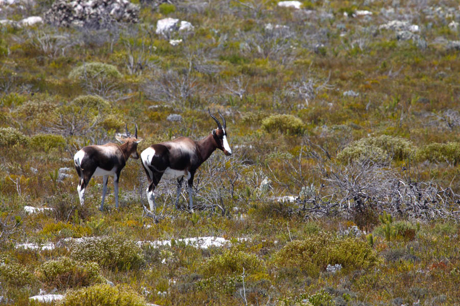 Wild South African bleesbuck