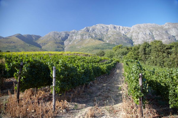 Vineyards in Stellenbosch