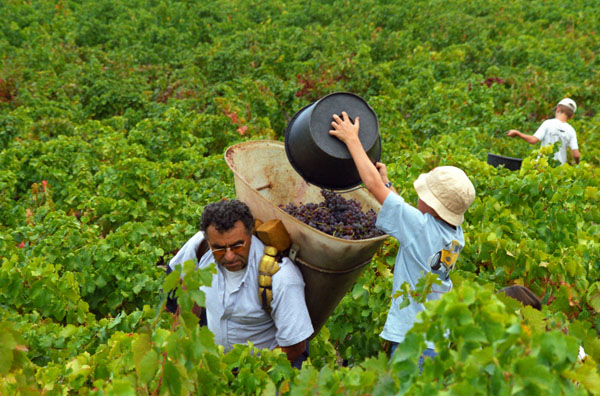 Harvesting in the vineyard in Roussillon