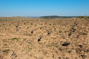 Sandy soil in a vineyard in Castile and Leon in Spain