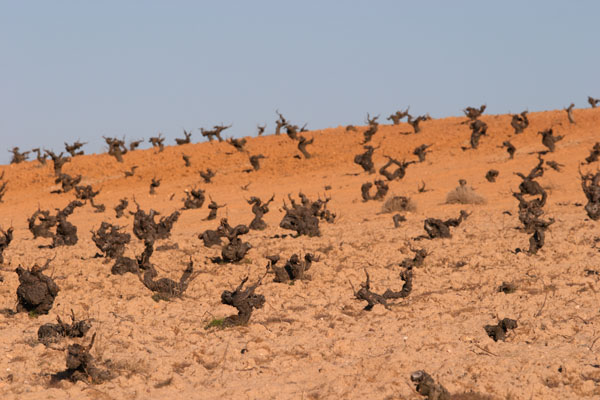 Sandy soil in a vineyard in Castile and Leon in Spain