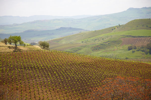 The vineyards and landscape at Tenuta Regaleali in Sicily