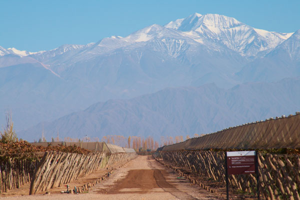 Vineyard in Argentina and the Andes