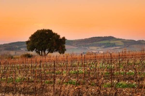 languedoc winter landscape