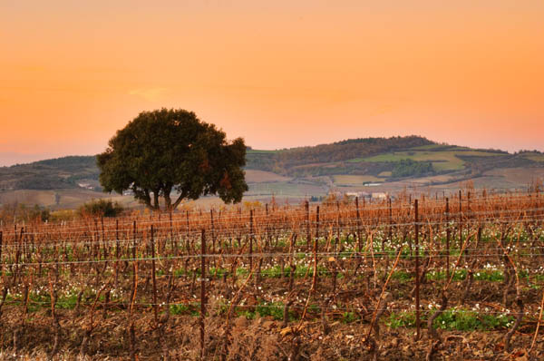 Domaine d'Antugnac, Limoux, Languedoc