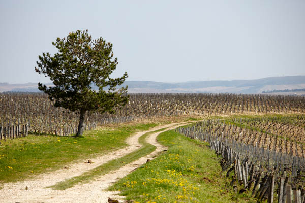 Vineyards at JM Brocard in Chablis