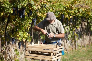 vineyard worker in valpolicella, italy