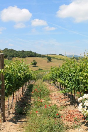 The vineyards at Cantina Pieve Vecchia